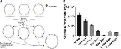 TLTC, a T5 exonuclease–mediated low-temperature DNA cloning method